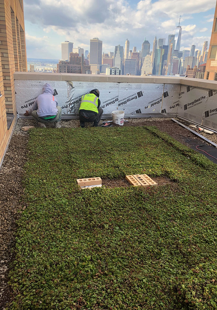 We Plant NYC Greenroof NYC